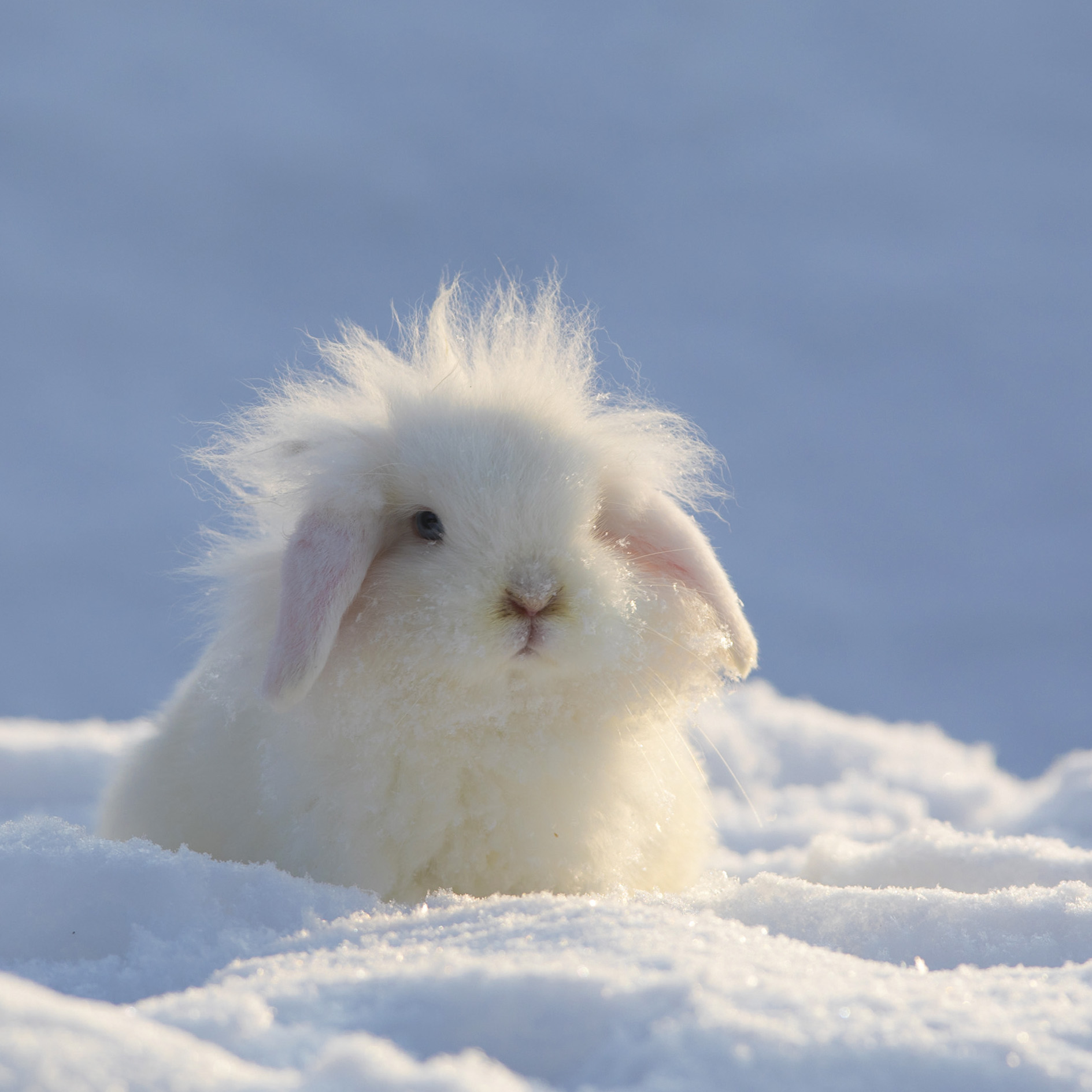 GEO-Doppelkarte »Schneehase« Ei weißer Hase im Schnee