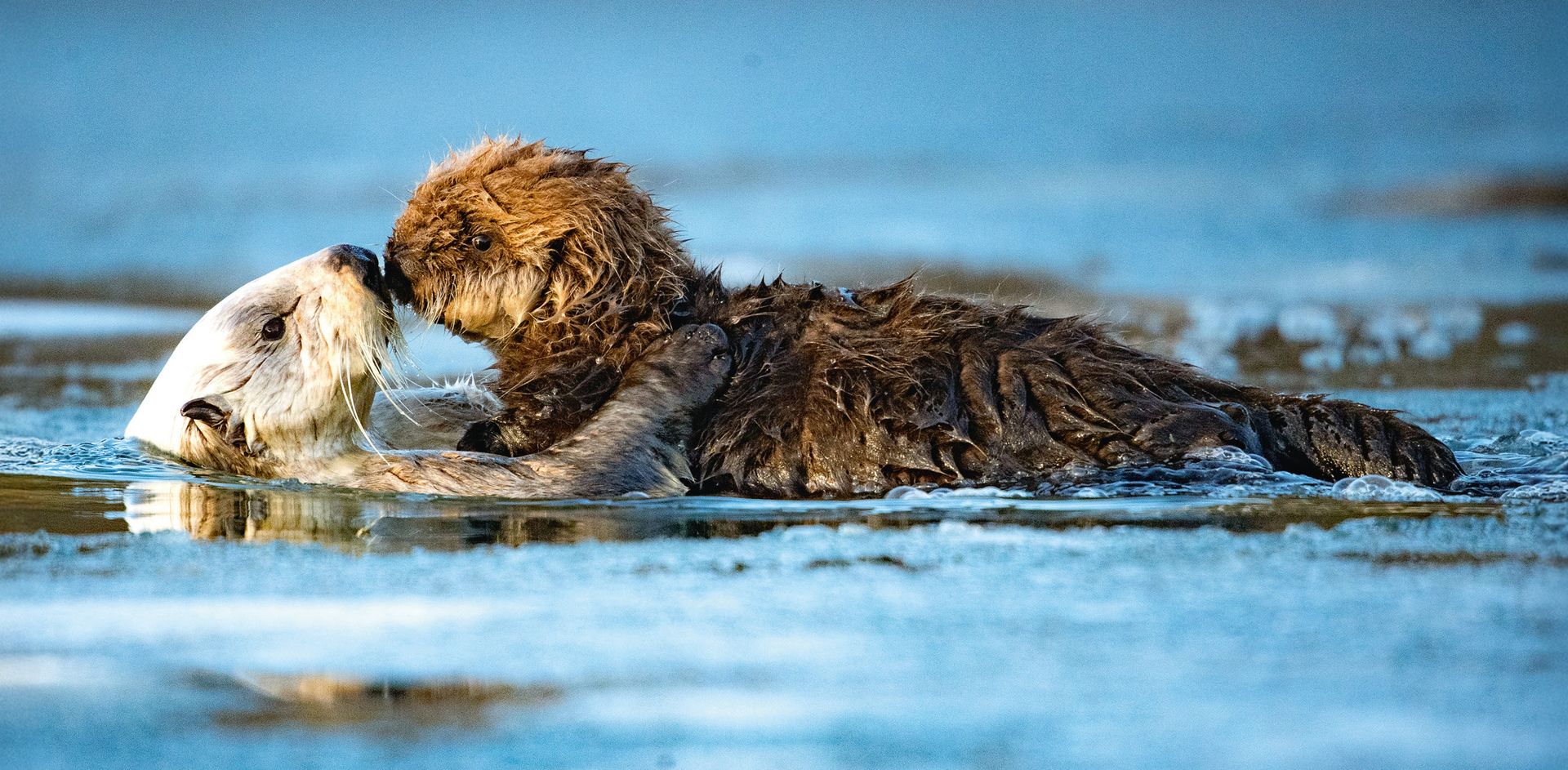 GEO-XXL »Seeotter« Seeotter kuscheln miteinander